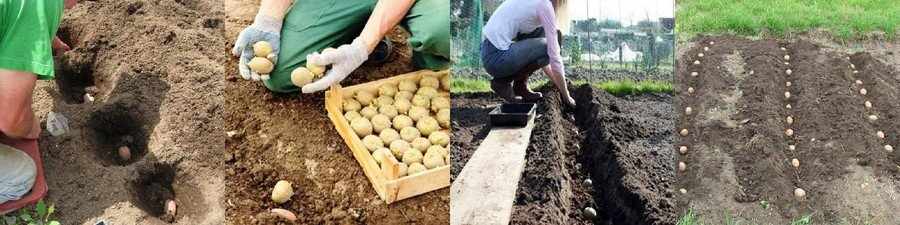 Как посадить картошку