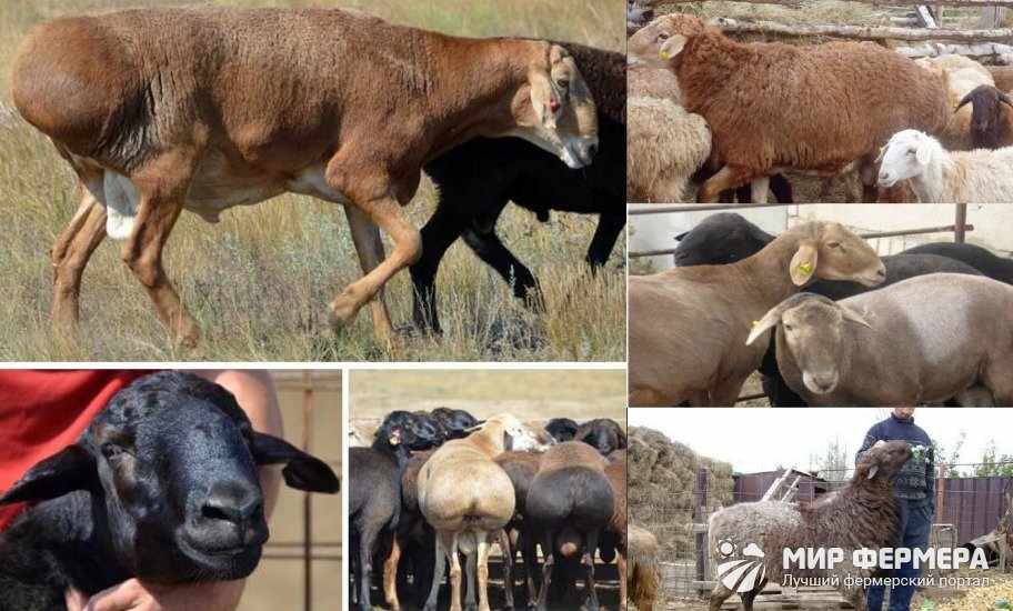 Эдильбаевские овцы фото и описание