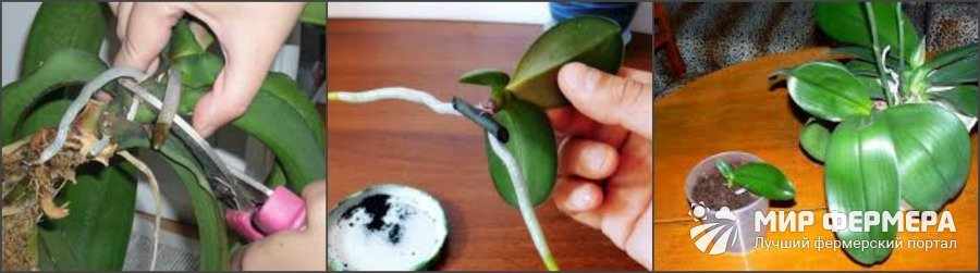 Размножение орхидеи детками