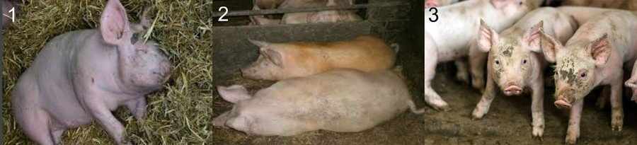 Незаразные болезни свиней