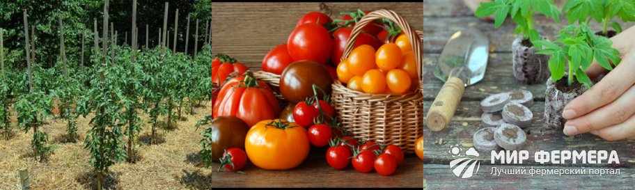 Сроки высадки томатов