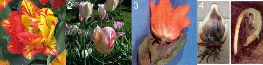 Болезни тюльпанов