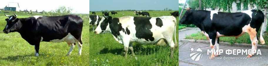 Холмогорская порода коров фото