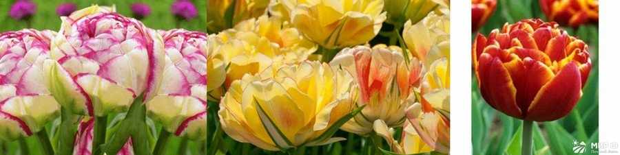 Махровые поздние тюльпаны
