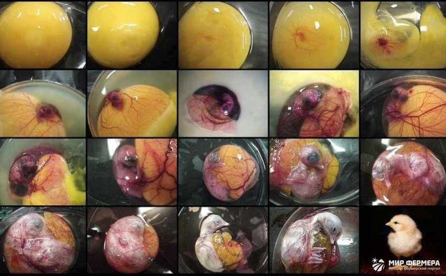 Развитие зародыша утки в яйце