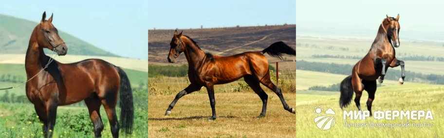 Ахалтекинская порода лошадей фото