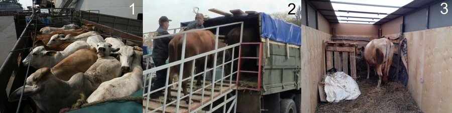 Перевозка коров