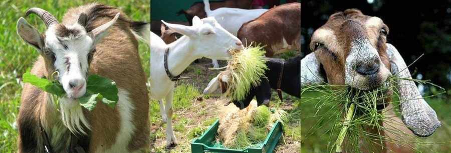 Сочные корма для коз