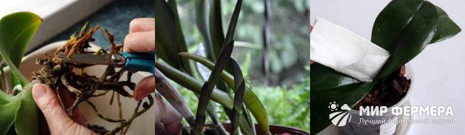 Профилактика болезней орхидей