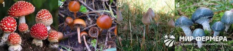 Виды галлюциногенных грибов