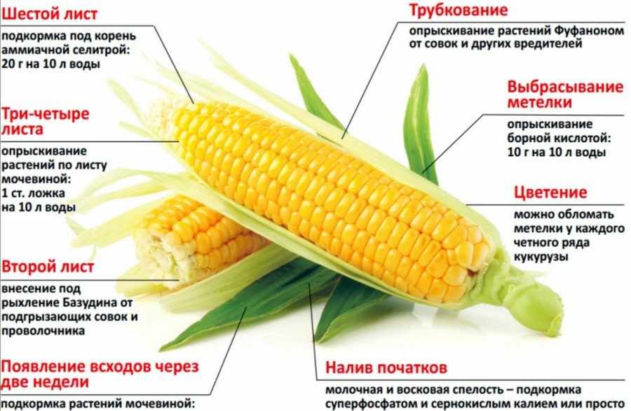 Подкормка кукурузы