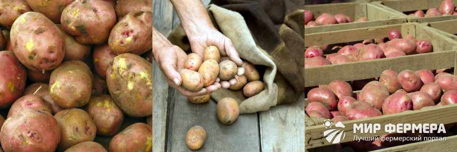 Хранение картошки в погребе