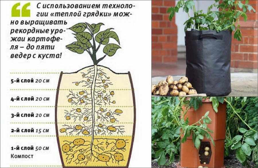 Выращивание картошки в бочке