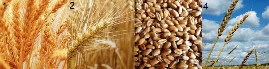 Сорта пшеницы