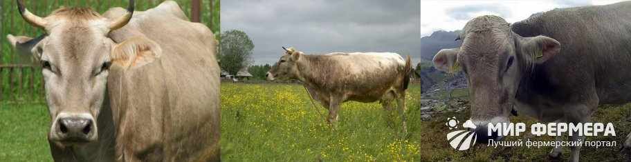 Костромская порода коров фото