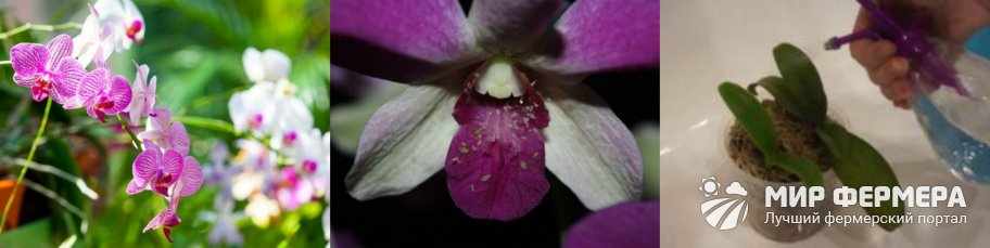 Профилактика вредителей орхидей