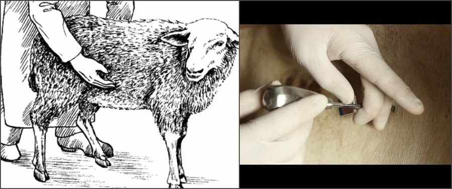 Вздутие рубца у овец