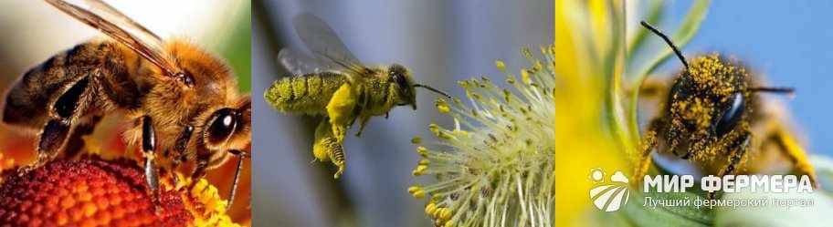 Сколько живет рабочая пчела