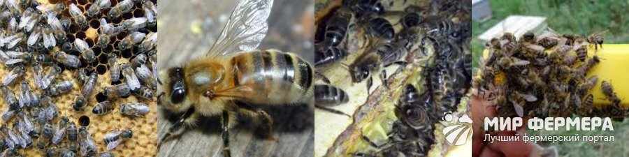 Среднерусские пчелы выращивание и уход