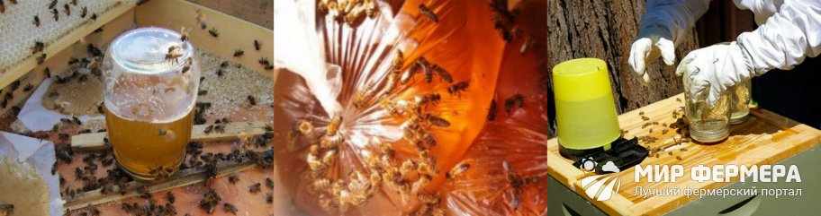 Подкормка пчел сиропом
