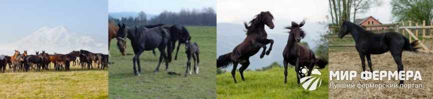 Карачаевские лошади содержание