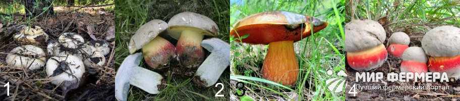 Ложный белый гриб сходные виды
