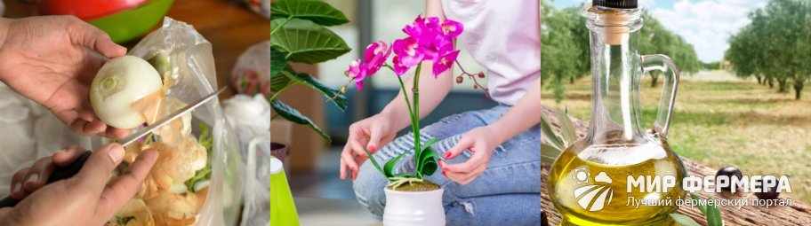 Народные средства против вредителей орхидей
