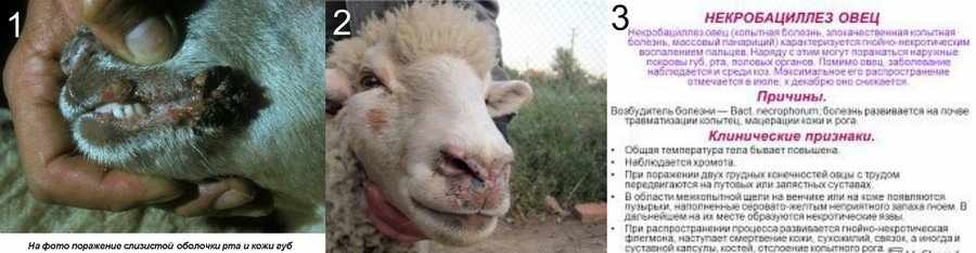 Инфекционные болезни овец