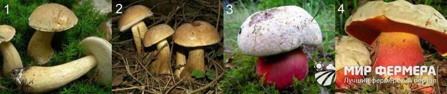 Ложные белые грибы виды