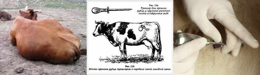 Типания рубца у коров