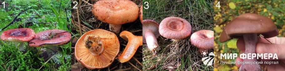 Пластинчатые грибы фото и описания