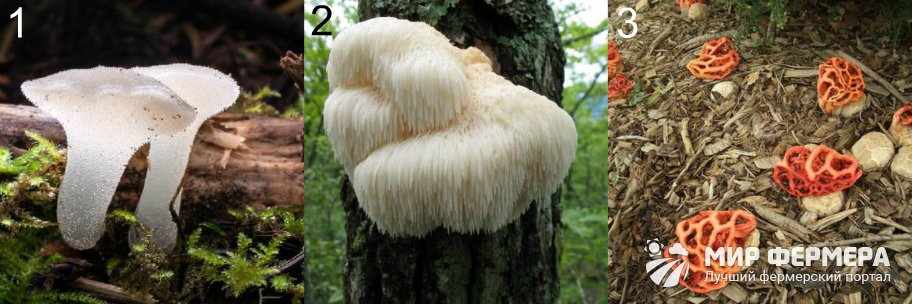 Редкие грибы фото и описания