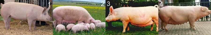 Какую породу свиней выбрать для разведения