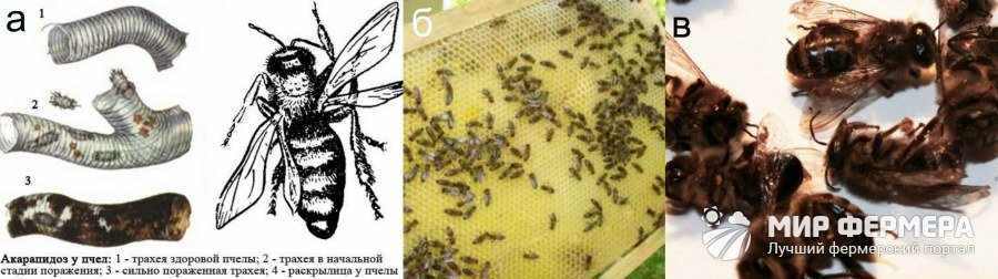 Заразные болезни пчелиных семей
