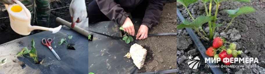 Как поливать клубнику под агроволокном