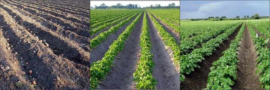 Голландская технология выращивания картошки