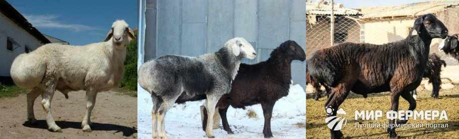 Гиссарская порода овец фото