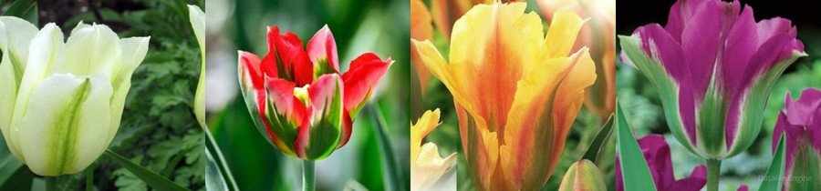 Зеленоцветные тюльпаны