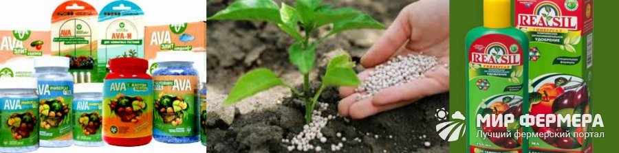 Минеральные подкормки для повышения урожайности смородины