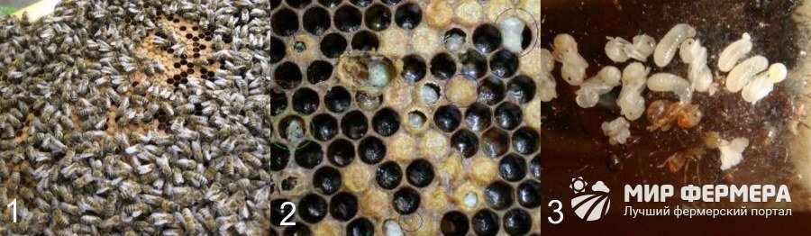 Незаразные болезни пчелиного расплода