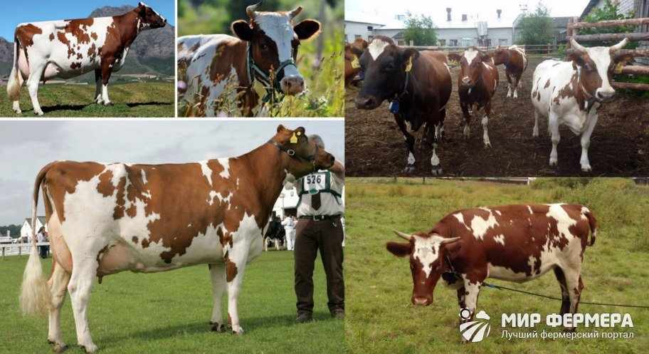 Айрширские коровы внешность