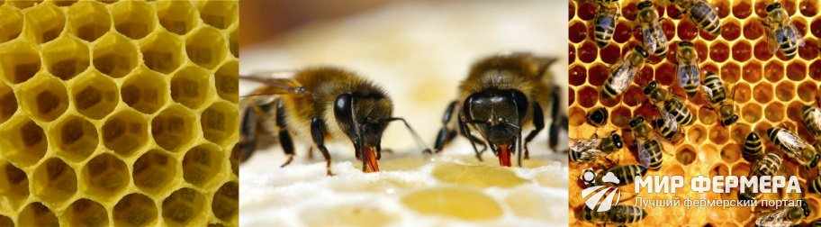 Производство меда пчелами