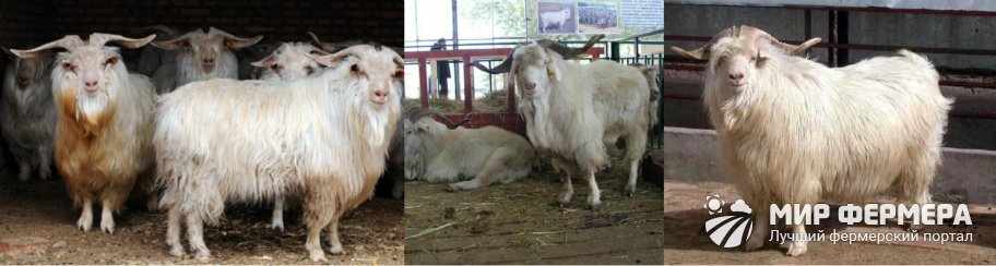 Оренбургская порода коз фото