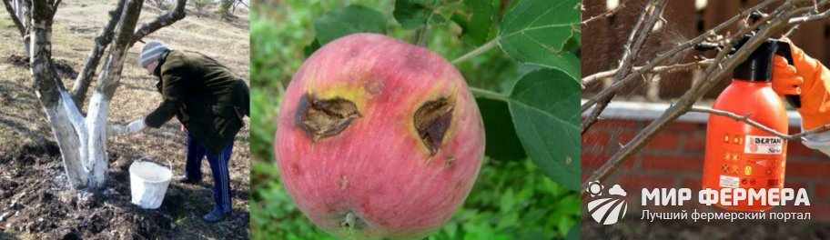 Профилактика болезней яблонь