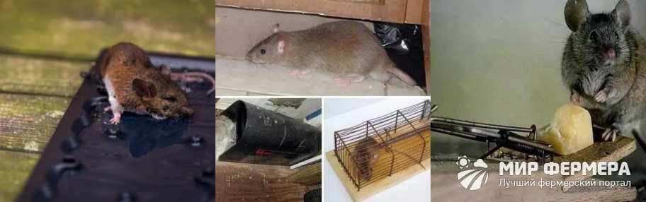 Механический способ борьбы с крысами