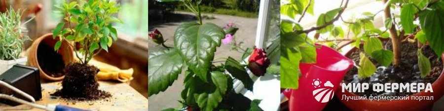 Выращивание роз в горшке
