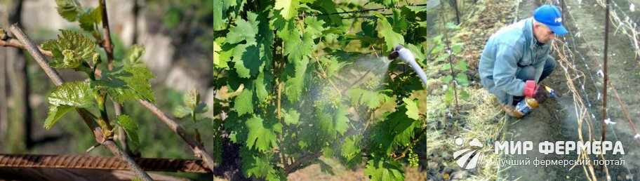 Схема опрыскивания винограда
