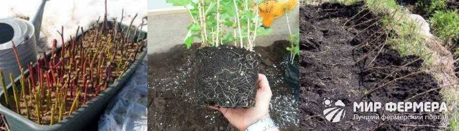 Как посадить черенки крыжовника в грунт
