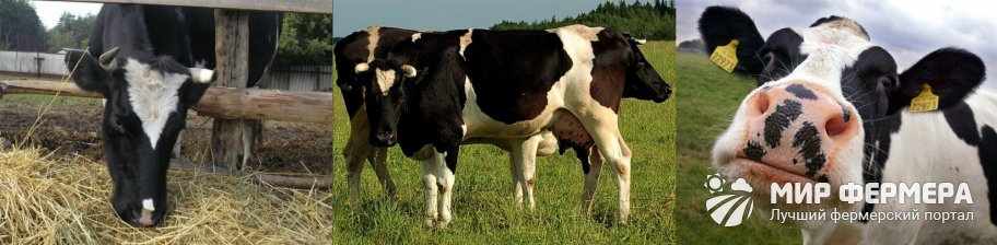 Как выглядят холмогорские коровы