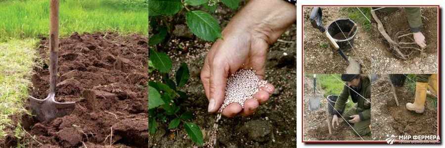 Как подготовить почву для вишни